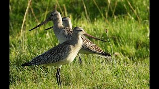 Lappspove  Bartailed Godwit  Limosa lapponica [upl. by Henricks598]