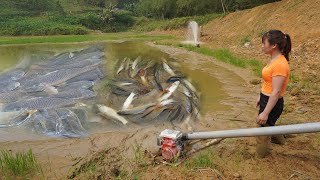 Modern fishing technology Use a large capacity pump  Harvesting fish in the pond  Catch many fish [upl. by Mavis]