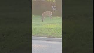 A Doe and her Fawn Grazing [upl. by Hammond605]