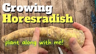 Growing Horseradish [upl. by Noeled]