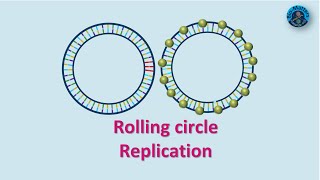 Rolling Circle Replication  Molecular Biology  BioMatters [upl. by Shirl864]