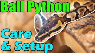 How to Care for Ball Pythons [upl. by Aihsad11]