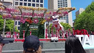 Lion dance Leung White Crane Taiwanese Festival 2024 20240511 114606 [upl. by Vinnie]