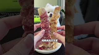 The foodguarding puppy is also quite cute Cute pet debut plan Cute pet daily record Cute pet [upl. by Nesnar]