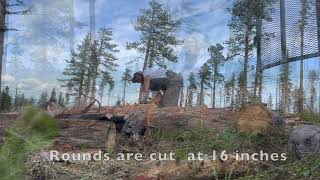 Wood cutting with the Whitefoots [upl. by Olivette]