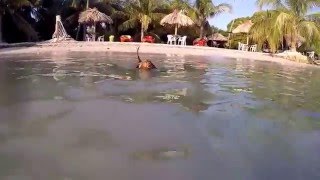 Perro Salchicha Dachshund  Teckel Nadando en el Mar  Winnie Dog Swimming in the Sea [upl. by Naujik382]