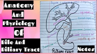 Notes Of Bile And Biliary Anatomy And Physiology [upl. by Nais]