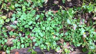 Should I worry about lesser celandine all over my garden￼ [upl. by Bollinger]