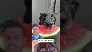 Is Watermelon good for Dogs [upl. by Notna]