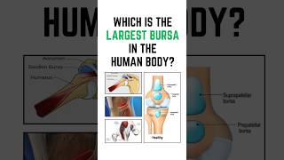 Which is the largest bursa in the human body Anatomy quiz shorts anatomy 🎯 [upl. by Ralyat]