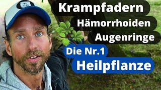 Krampfadern und Hämorrhoiden adé Die beste Heilpflanze gegen Venenschwäche [upl. by Trammel]