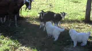 Introducing maremma sheepdog puppies to livestock [upl. by Ennoitna]