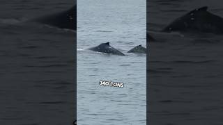 Heaviest🐋 Animal In History 🤯marinespecies facts [upl. by Rehc]