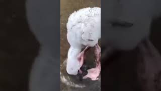 baby flamingo learning to paddles nature [upl. by Phillada184]