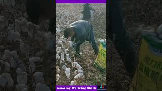 Cotton Picking Process [upl. by Mcintyre]