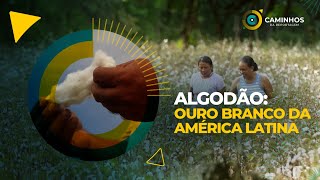 Caminhos da Reportagem  Algodão ouro branco da América Latina [upl. by Nirmak]