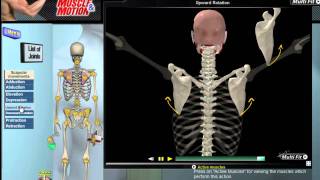 How Scapular Movement Works 3D Anatomy amp Diagrams [upl. by Bertina]