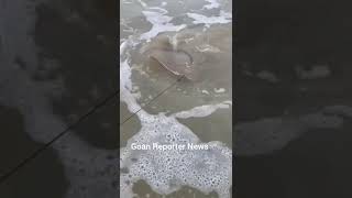 Goan Reporter Fisherman Pele with his Fishing Style Caught a big fish [upl. by Llehcear]