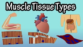 Muscle Tissue  Types Of Muscle Tissue  Structure Of Muscle Tissue [upl. by Atilrac]