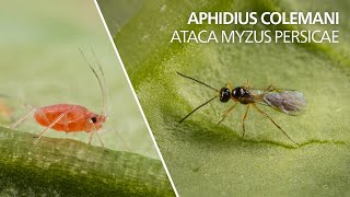 Aphidius colemani ataca Myzus persicae [upl. by Jacquenetta]