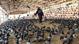 Millions of Pigeons Farming For Meat in China 🕊️  Pigeon Meat Processing in Factory [upl. by Meurer229]