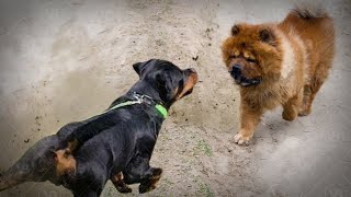 Chow Chows are More Aggressive than Rottweilers [upl. by Alfredo]