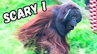 Male Orangutan Goes On A Rampage Chasing Females Away [upl. by Firman]