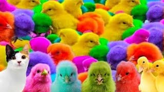 Wadidau   Proses tangkap ayam warna warni Funny Animals Video 2024 [upl. by Attenod171]