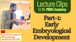 Embryology Anatomy Early Embryological Development Part1  1st Year MBBS [upl. by Anabelle]