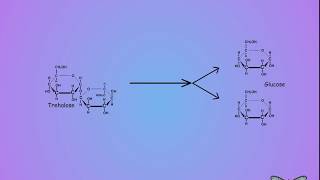 09 Trehalose vs glucose [upl. by Lynelle]