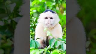 panamanian white faced capuchin [upl. by Dorrie]