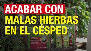 Acabar con las malas hierbas en el césped  COMPO Jardinería [upl. by Pascasia6]