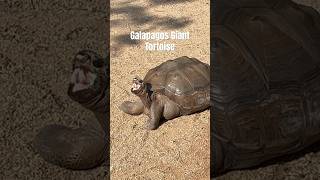 Galapagos Giant Tortoise animals wildlife nature tortoise zoo [upl. by Crawley]