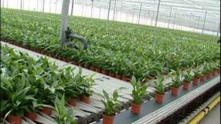 WPS Horti Systems Gebr Houtepen Plant Order System amp Walking Plant System [upl. by Harac747]