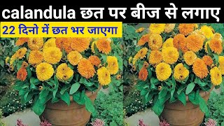 कैलेंडुला घर पर बीज से लगाए । Calendula From Seeds And Care Tips ।।EtcCalendula flower kaisa ugayai [upl. by Cryan]