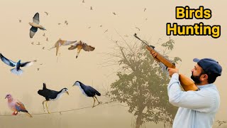 Wild Birds hunting amp White Breasted Waterhen Hunting with Airgunbabubhaihuntingchannel dovehunting [upl. by Ime]