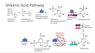 Shikimic acid pathway [upl. by Verlee]