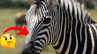 Zebra Stripes The Surprising Reason Why They Exist [upl. by Fabron]