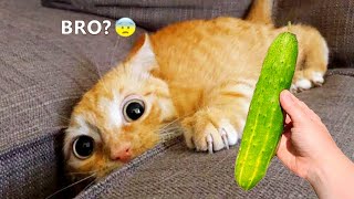 Funniest Animals 2023 😂😂 Best Cats and Dogs Videos 🐶😸 Part 11 [upl. by Adnamal]