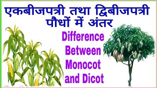 एकबीजपत्री तथा द्विबीजपत्री पौधों में अंतर  Difference between Monocotyledonous and Dicotyledonous [upl. by Nylatsyrc]