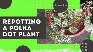 HOW TO REPOT A PLANT REPOTTING POLKA DOT PLANT [upl. by Ydnor]