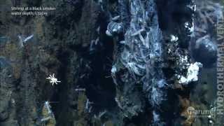 Hydrothermal vents in the deep sea [upl. by Eitak]