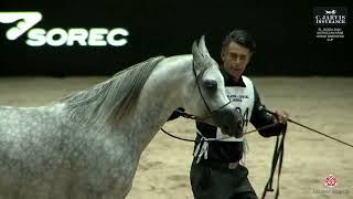 El Jadida 2024 Moroccan Arab Horse Breeders Cup Class 8 [upl. by Pen]