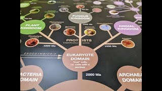 Phylogenetische Systematik Teil 3 Der Stammbaum des Lebens  english subtitles [upl. by Amend128]