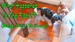 What Happened To The Floor Dogs Want To Know [upl. by Vilhelmina]