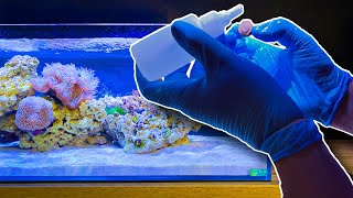 Making a Zoa Garden in my Shallow Coral Reef Tank [upl. by Jerrie]