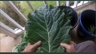 How To Prepare Collard Greens for Cooking or freezing Pwalpar VLOG [upl. by Birk]