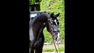 SOLD Top quality black hanoverian gelding by Ampere 2013 FEI amp GP prospect [upl. by Sara]