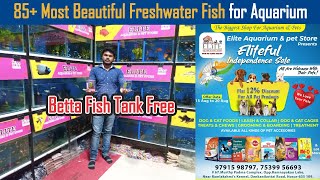 85 Most Beautiful Freshwater Fish for Aquarium  Elite Aquarium amp Pet Store  Dreamer Paul Vlog [upl. by Farro977]