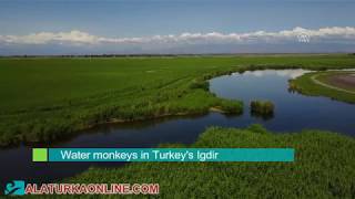 Water monkeys in Turkeys Igdir [upl. by Seroled150]